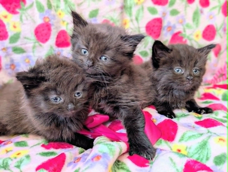Gorgeous very Fluffy Chocolate Kittens, part Savannah part British Blue