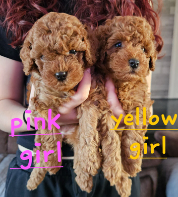 Red Toy Cockapoo girls