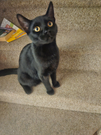 9 month old black male