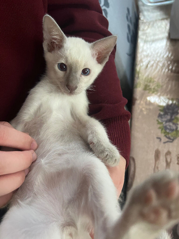 Adorable Siamese Kittens Looking for Their Forever Homes