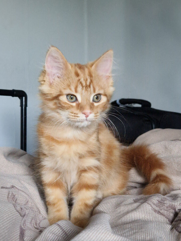 1 girl kittens for sale