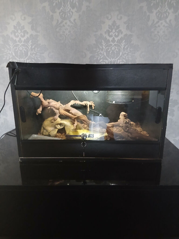 Royal (ball) Python and full setup