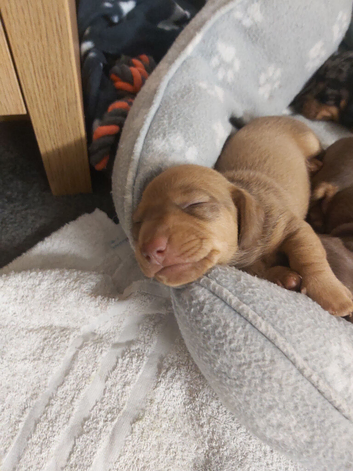 miniature dachshund puppies