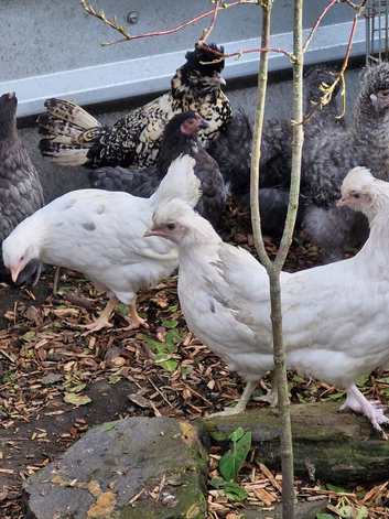 Cheshire Blue Pullets