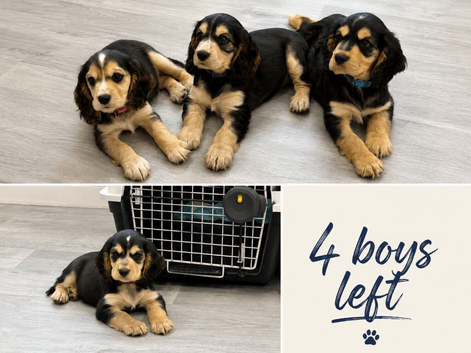 Show cocker Ready no boys reduced