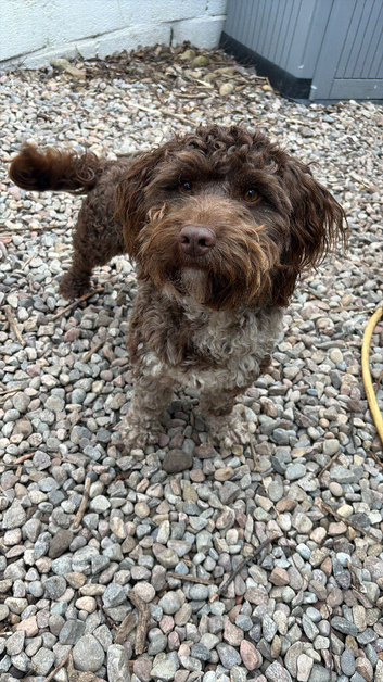 Chocolate Merle cockapoo