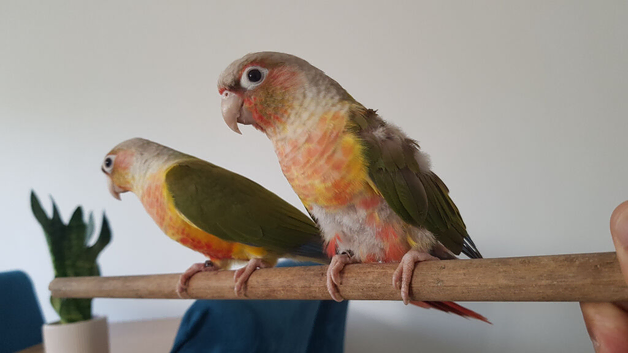 Proven breeding pair of hand reared conures.