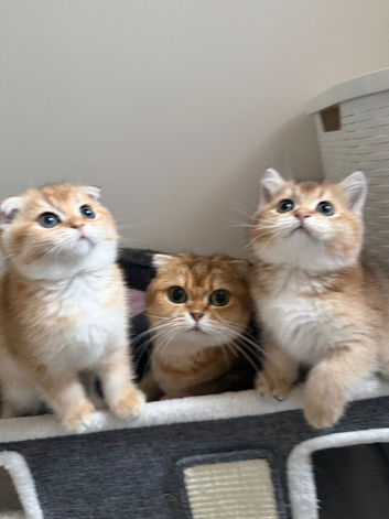 ️ Adorable Kittens ️