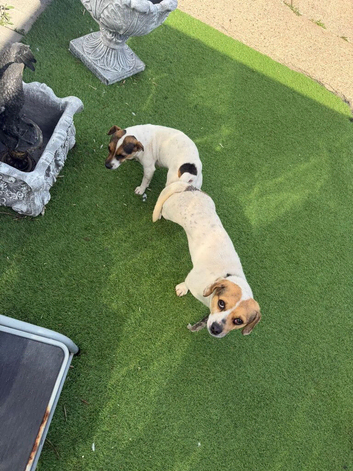 Jack Russell puppies