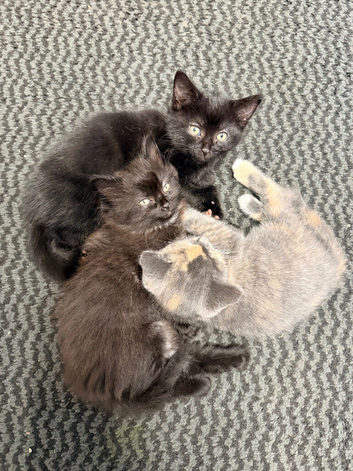 3 kittens