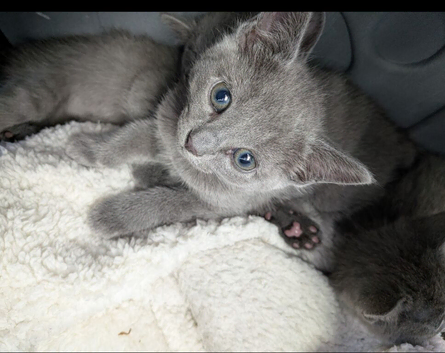 Pure Beautiful Russian Blue Kittens for Sale
