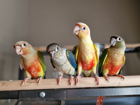 Adorable fully hand reared baby conures