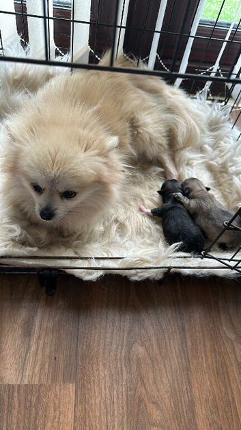 Adorable Pom puppies