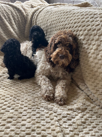 Cockapoo x poodle puppies