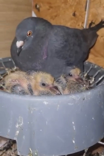 Racing pigeon