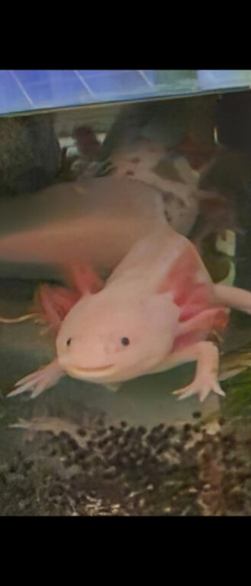 2 breeding pairs of adult axolotl