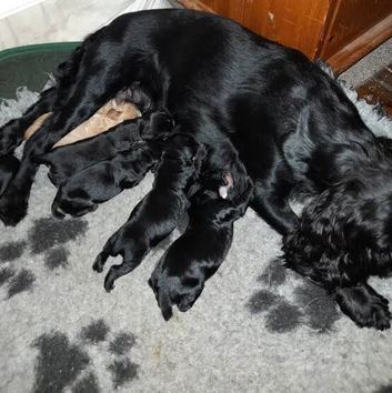 Last cocker boy puppy remaining!