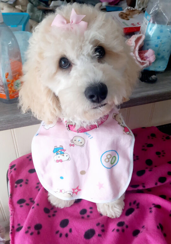 BEAUTIFUL TEDDY BEAR PUPPY FOR SALE