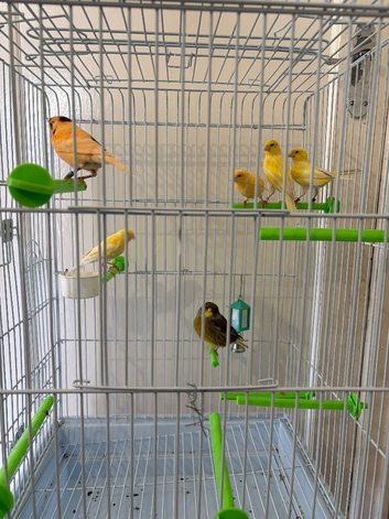 Mixed canaries for sale