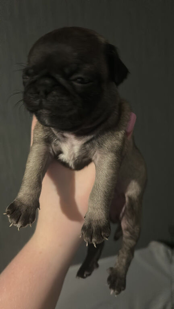 Pug male