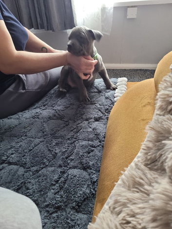 Last puppy