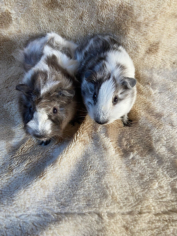 Baby Bonded Male Guinea Pigs