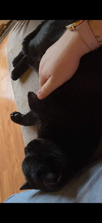 British Shorthaired male
