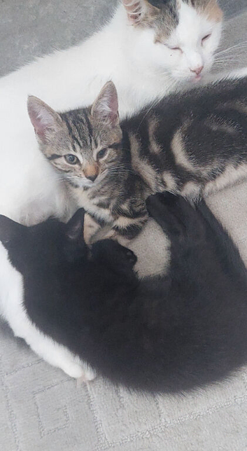 2 kittens girl