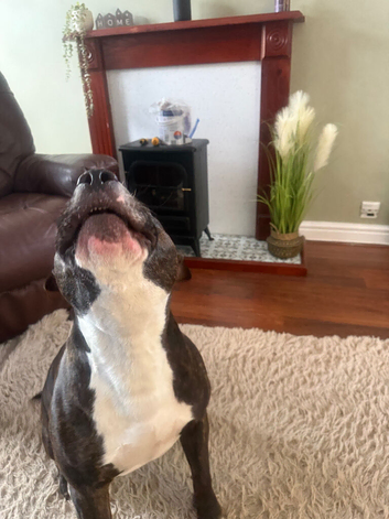 Steven the staffie good homes only