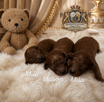 DWKC registered ESPONJOSO Exclusive Half Asian Toy Poodles | August 2026