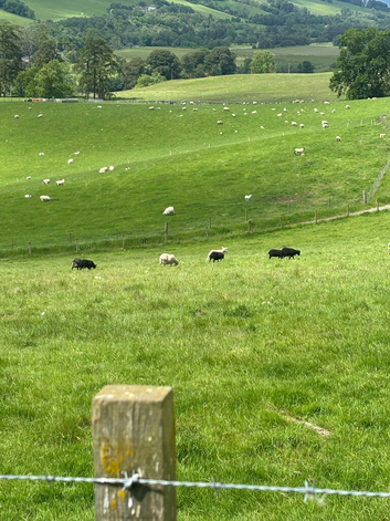 Shetland X Lleyn ewes