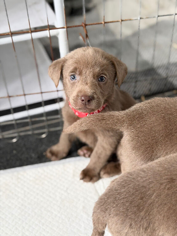 4 left Stunning Silver Labrador Pups