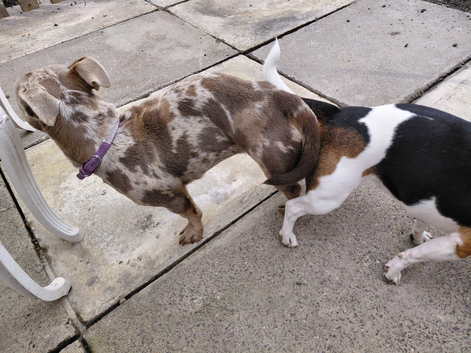 Jack 3Russel lilac & Chocolate Merlel for Stud
