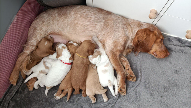 Sprocker puppies