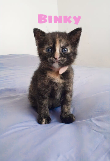 Two beautiful tortoiseshell kittens