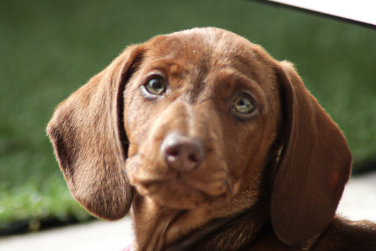 7 month old Sisi needs a loving home