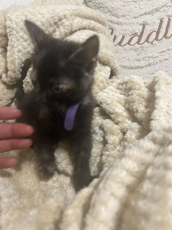 Kitten