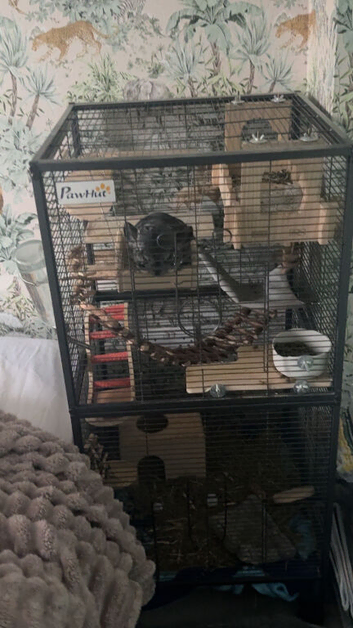 Male chinchilla for sale