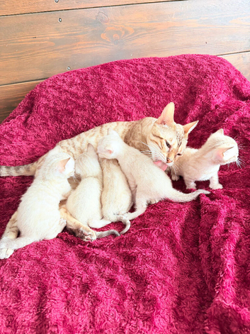 Bengal Albino & Snow Lynx Kittens, TICA Registered. Delivery it's available.