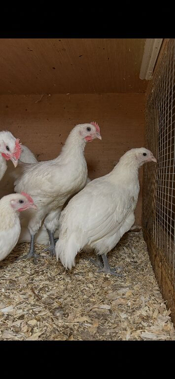 Poulet De Bresse breeding Trio