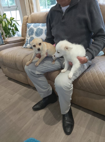 1 Female White Chihuahua/Pomeranian Puppy
