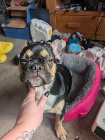 French bulldog puppy for sale