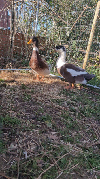2 ducks
