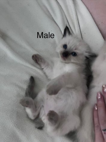 Ragdoll kittens