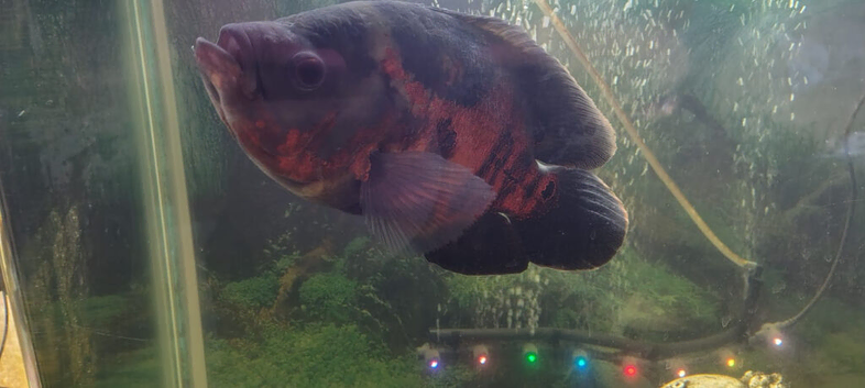 Oscar fish