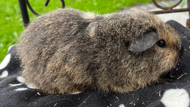 Lemon agouti Cali Teddy female guniea pig