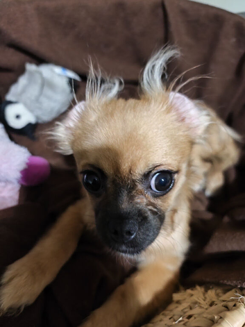 Female chihuahua X pug