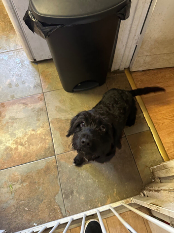 Jackapoo cross yorkie
