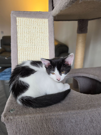 Kittens ready for their new mummy and/or daddy