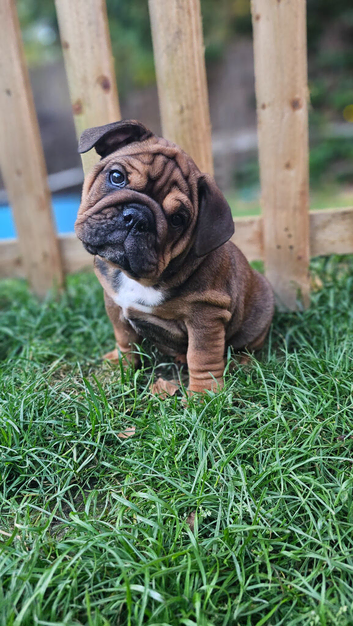 gorgeous English Bulldog puppies